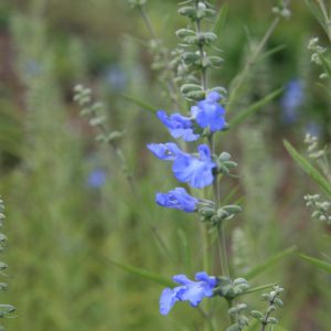 Salvia azurea var.grandiflora