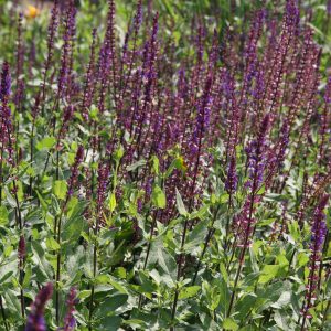 Salvia nemorosa 'Caradonna''