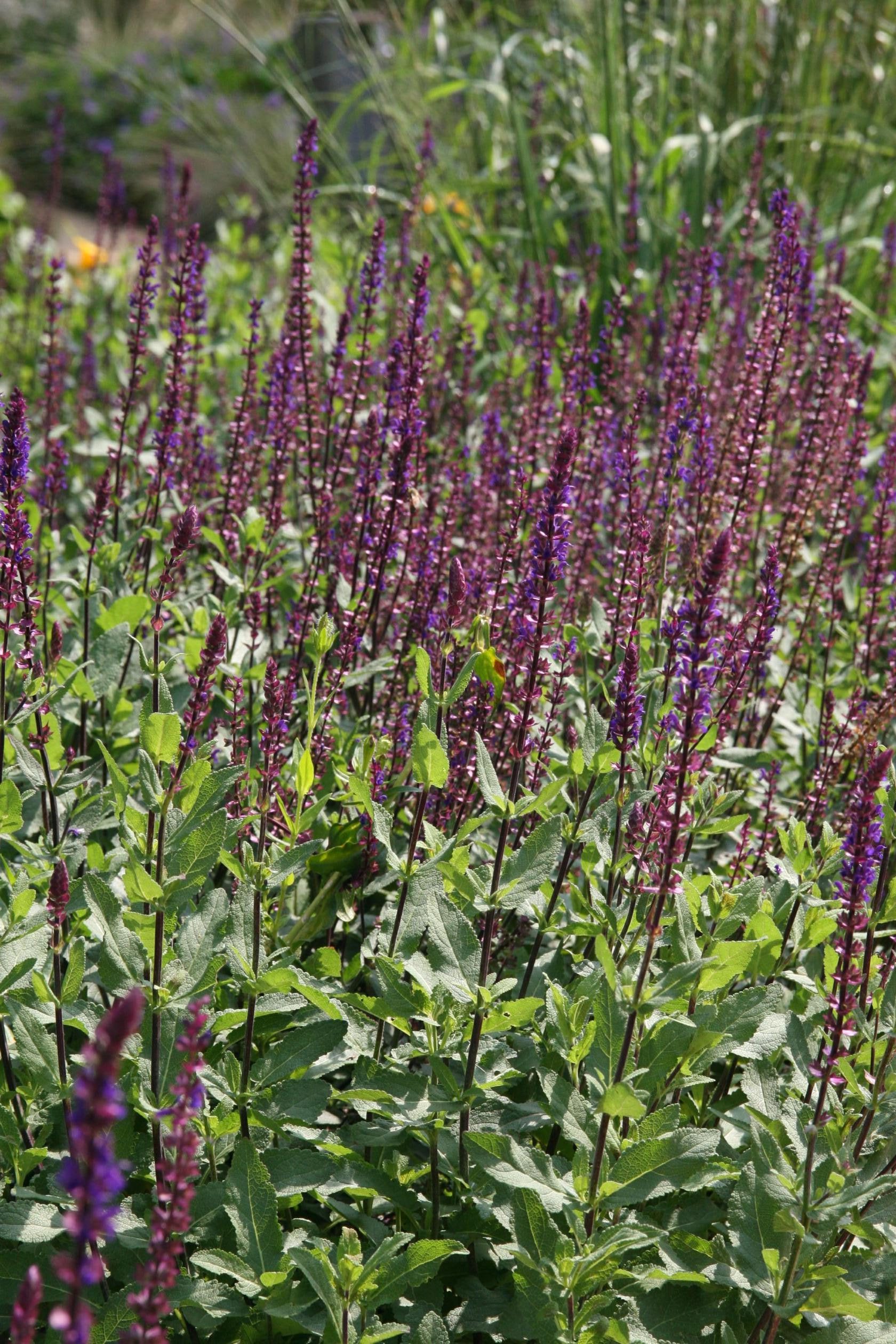 Salvia nemorosa 'Caradonna''