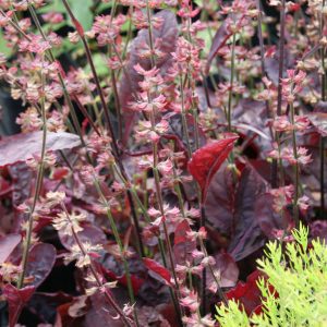 Salvia lyrata 'Purple Knockout'