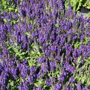 Salvia nemorosa 'Marcus' (S)