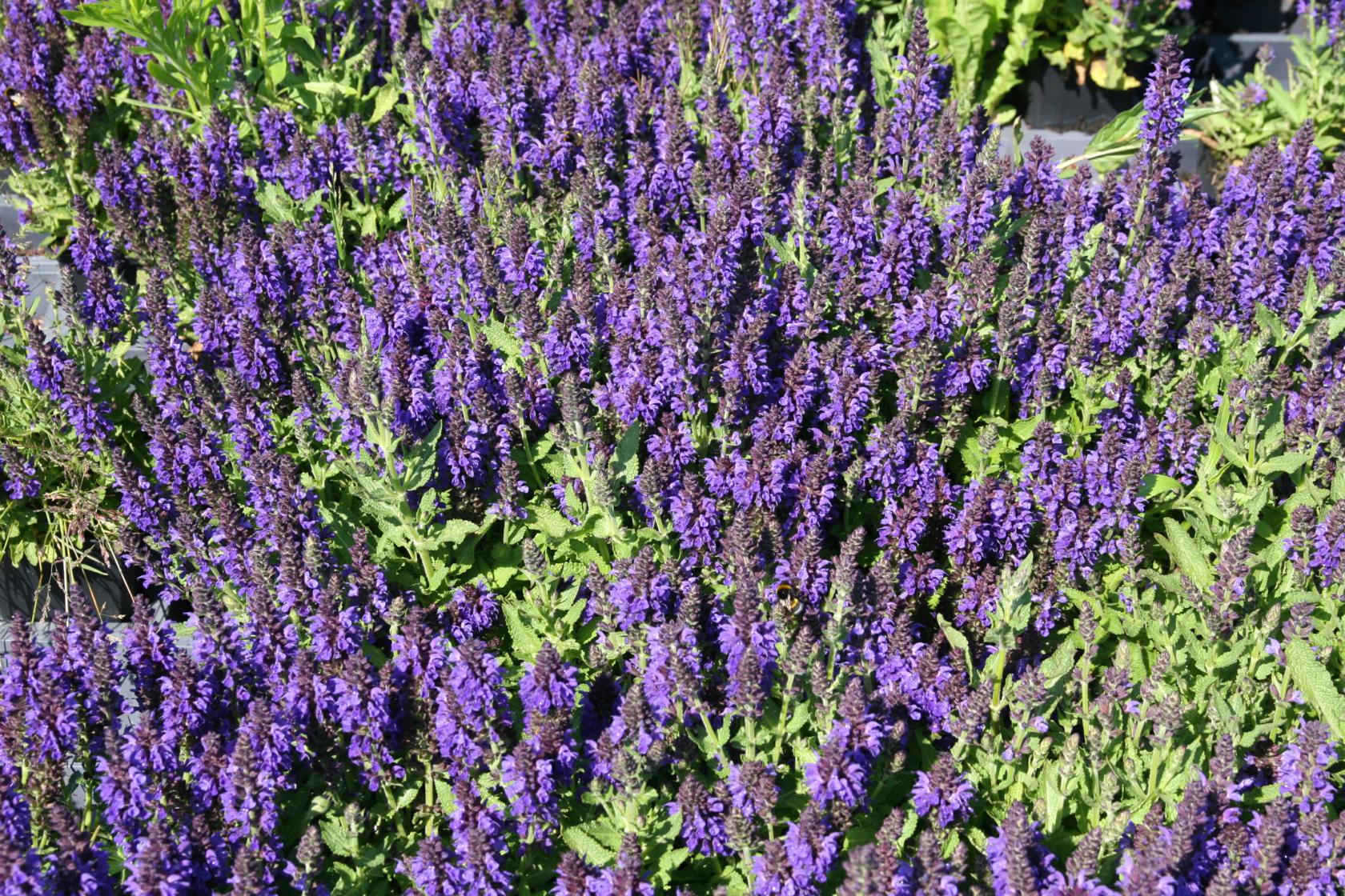 Salvia nemorosa 'Marcus' (S)