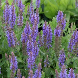 Salvia nemorosa 'Blauhügel'