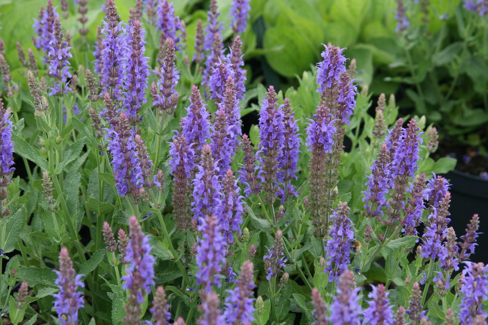 Salvia nemorosa 'Blauhügel'