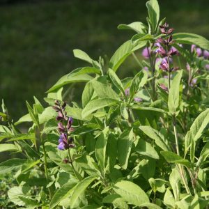 Salvia officinalis