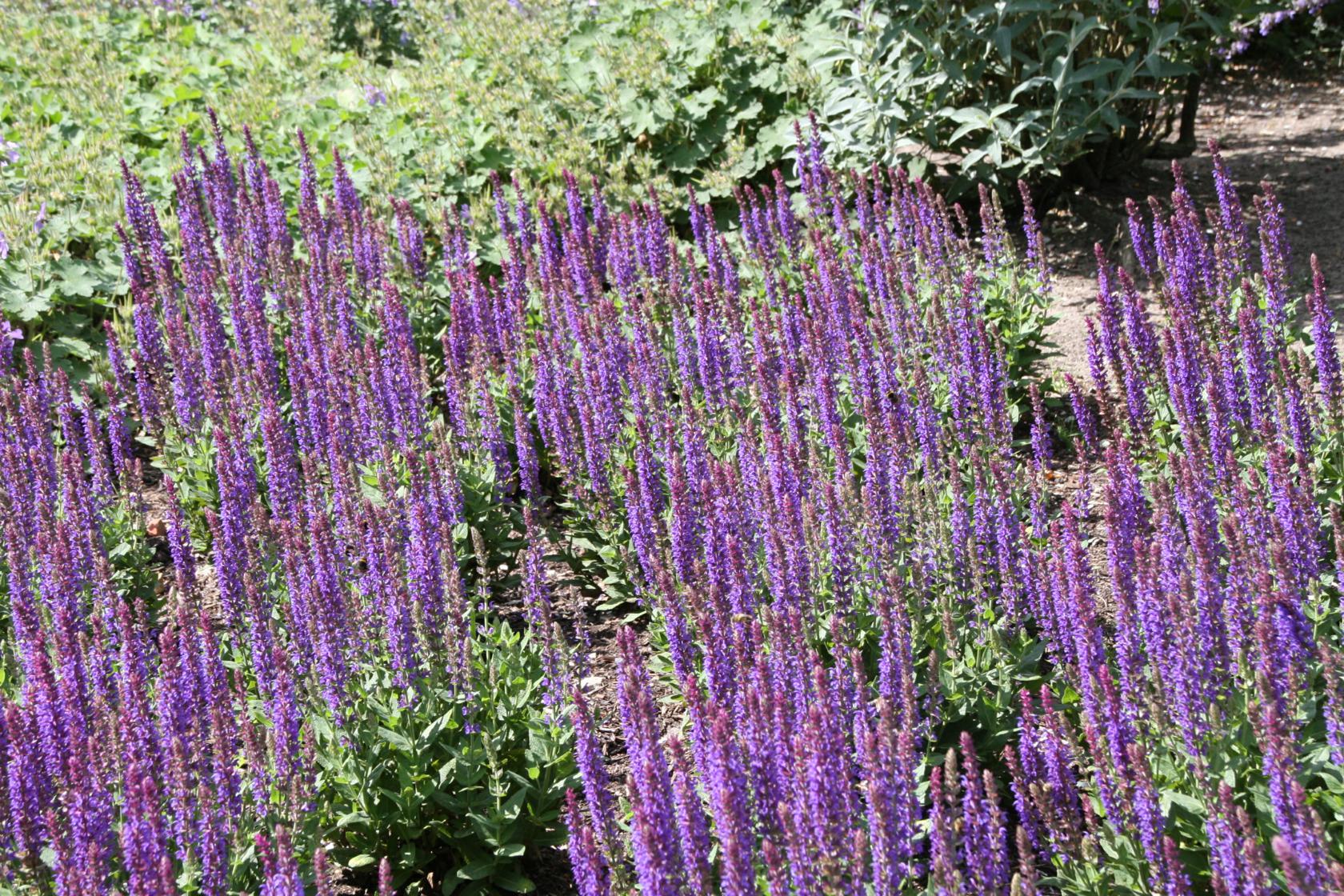 Salvia nemorosa 'Ostfriesland'