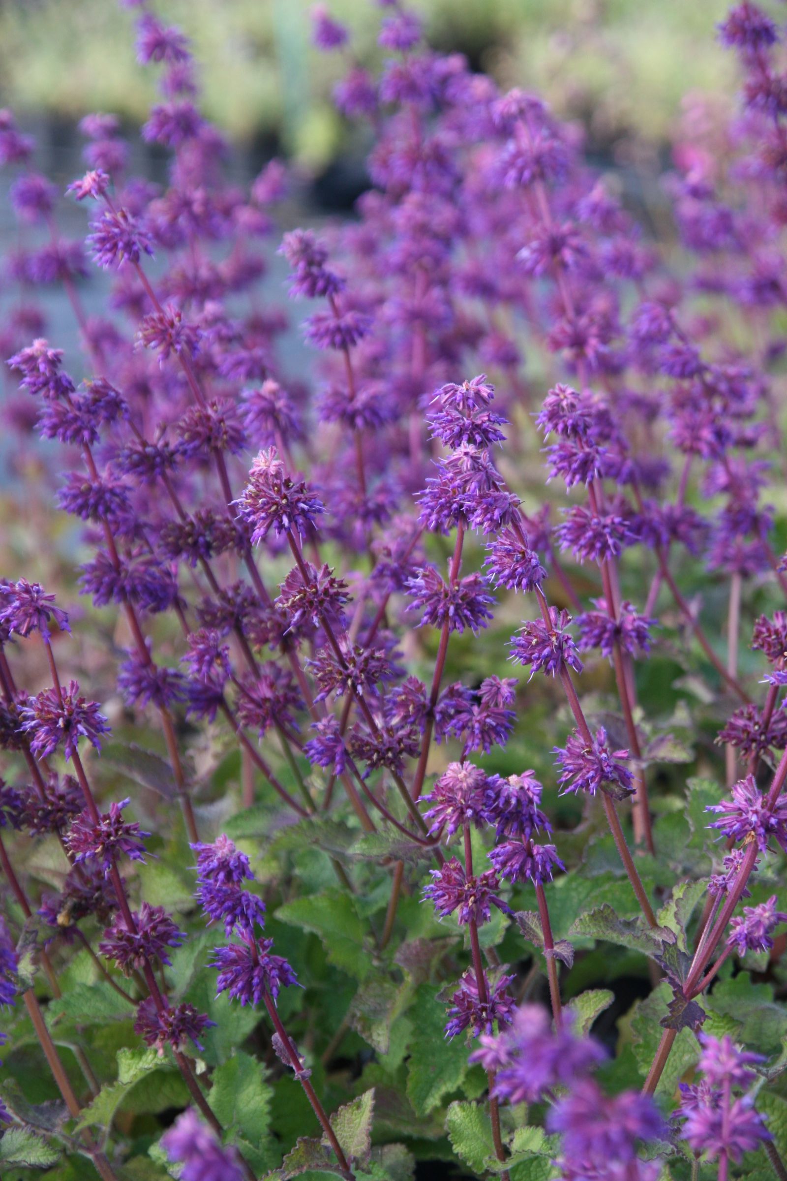 Salvia verticillata 'Purple Rain'