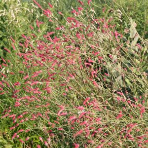Sanguisorba tenuifolia 'Pink Elephant'