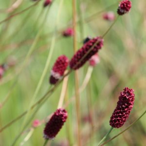 Sanguisorba officinalis 'Red Thunder'