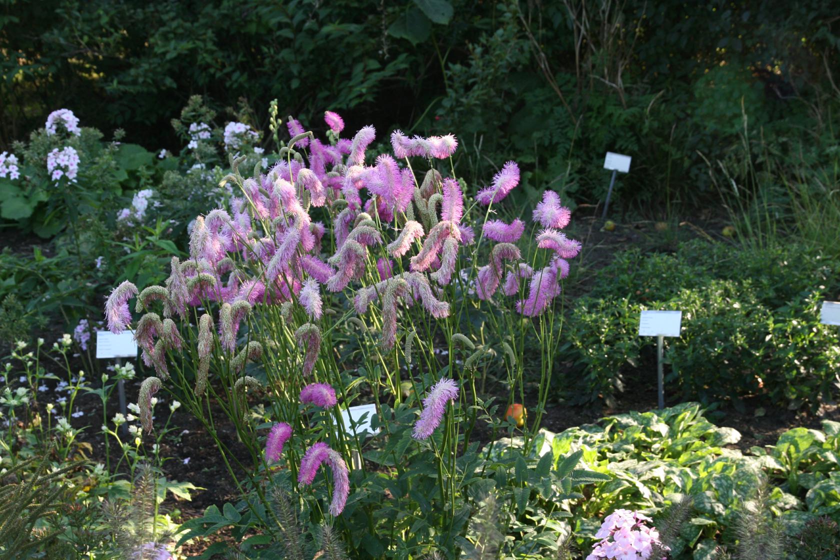 Sanguisorba hakusanensis 'Pink Brushes'