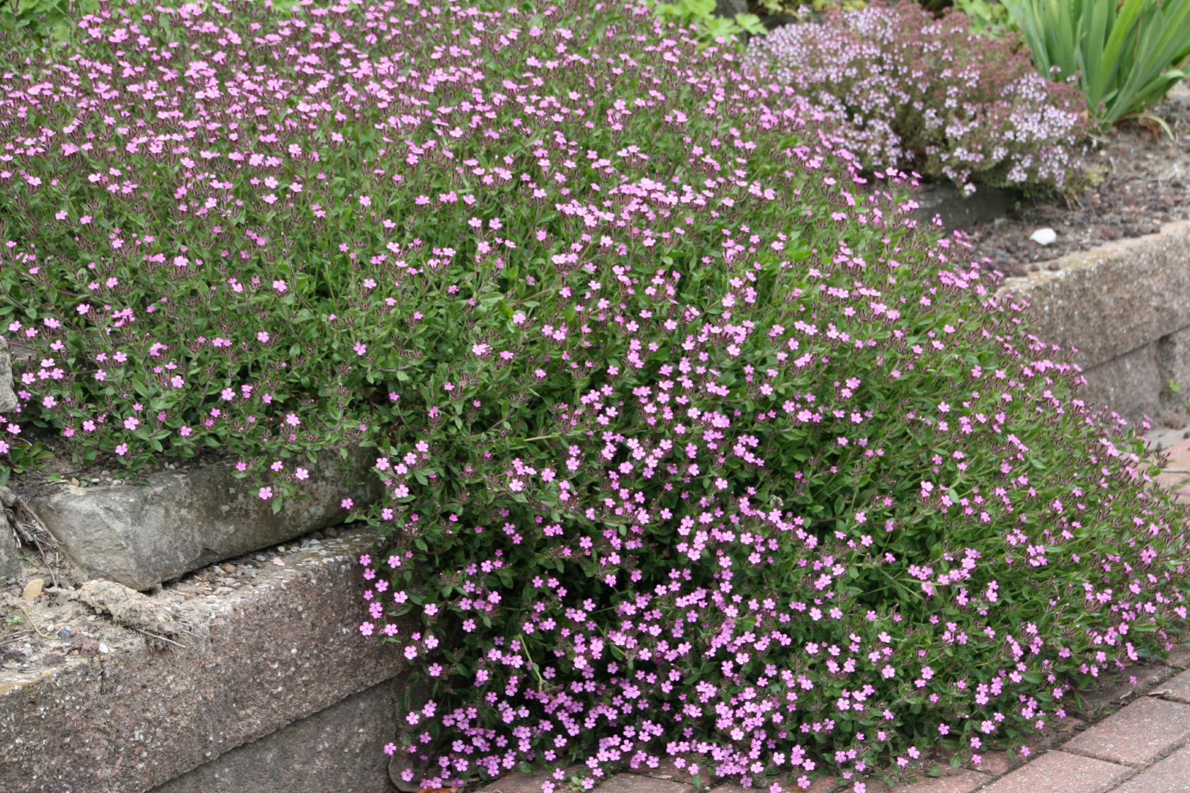 Saponaria ocymoides