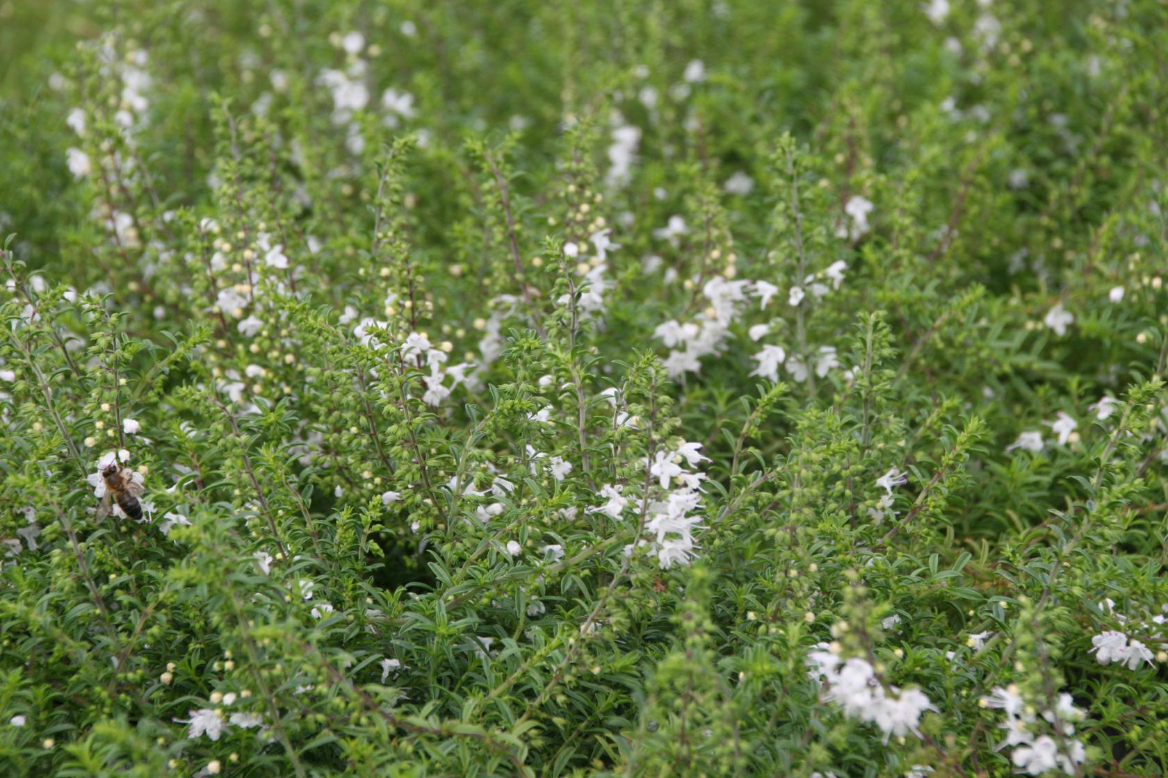 Satureja spicigera 'Federweißer'