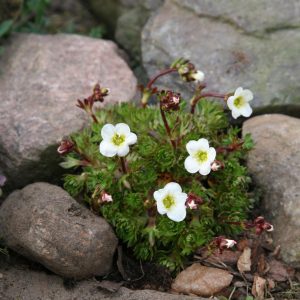 Saxifraga x arendsii 'Adebar'