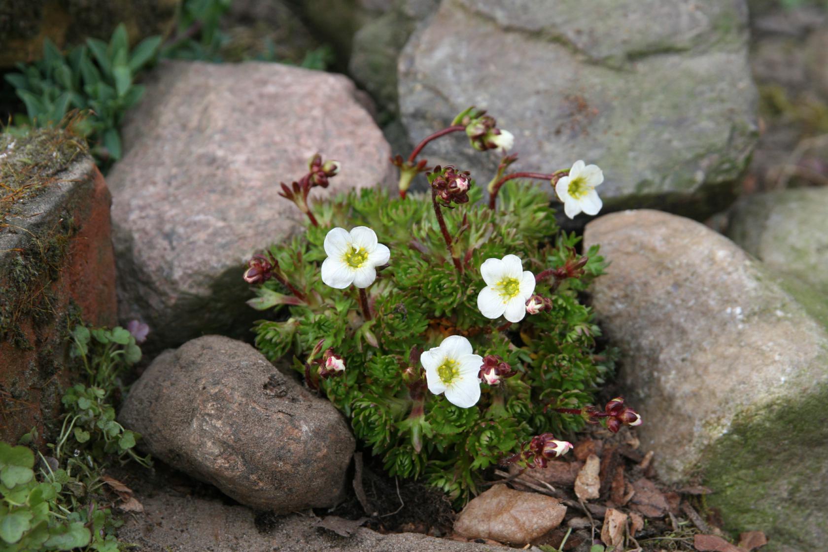 Saxifraga x arendsii 'Adebar'