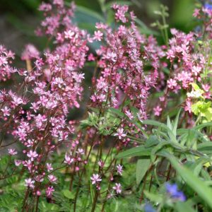 Saxifraga x urbium 'Clarence Elliott'