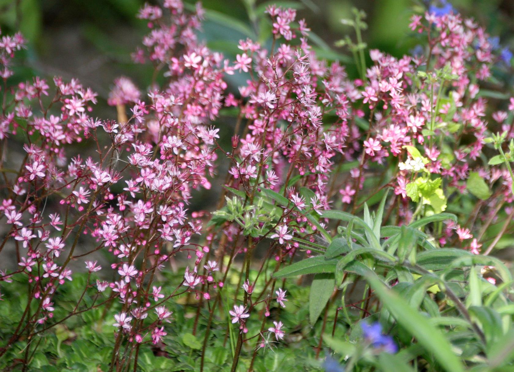 Saxifraga x urbium 'Clarence Elliott'