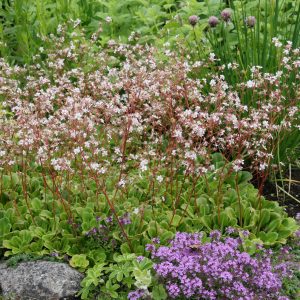 Saxifraga x urbium