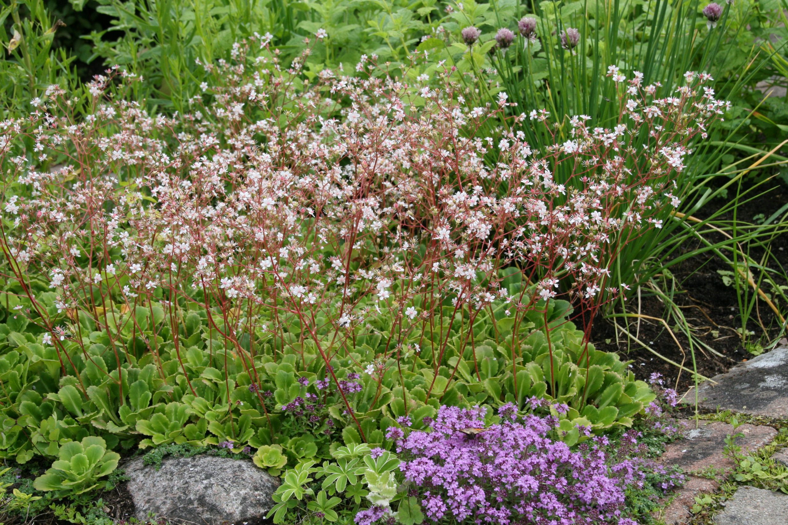 Saxifraga x urbium