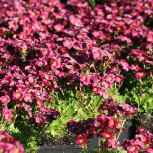 Saxifraga x arendsii 'Harder Zwerg'