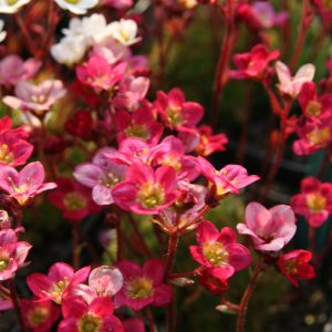 Saxifraga x arendsii 'Ingeborg'