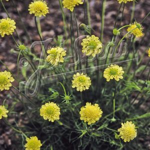 Scabiosa ochroleuca 'Moon Dance'