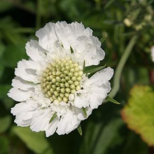 Scabiosa caucasica 'Perfecta Alba'