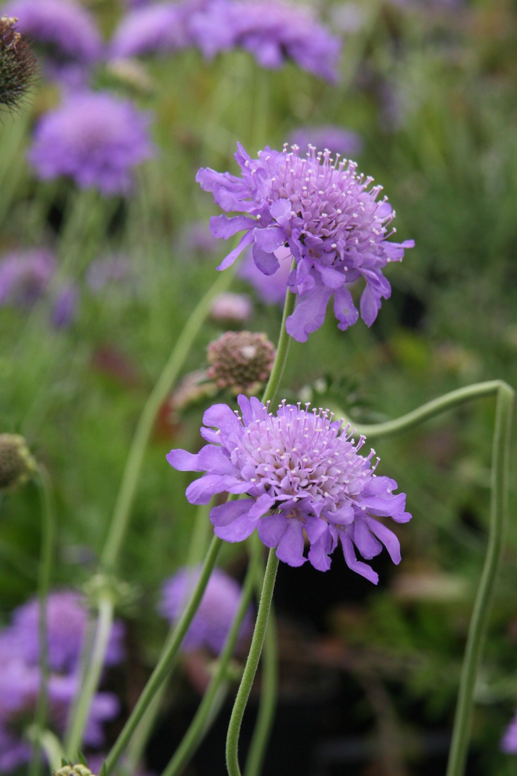 Scabiosa columbaria 'Butterfly Blue'
