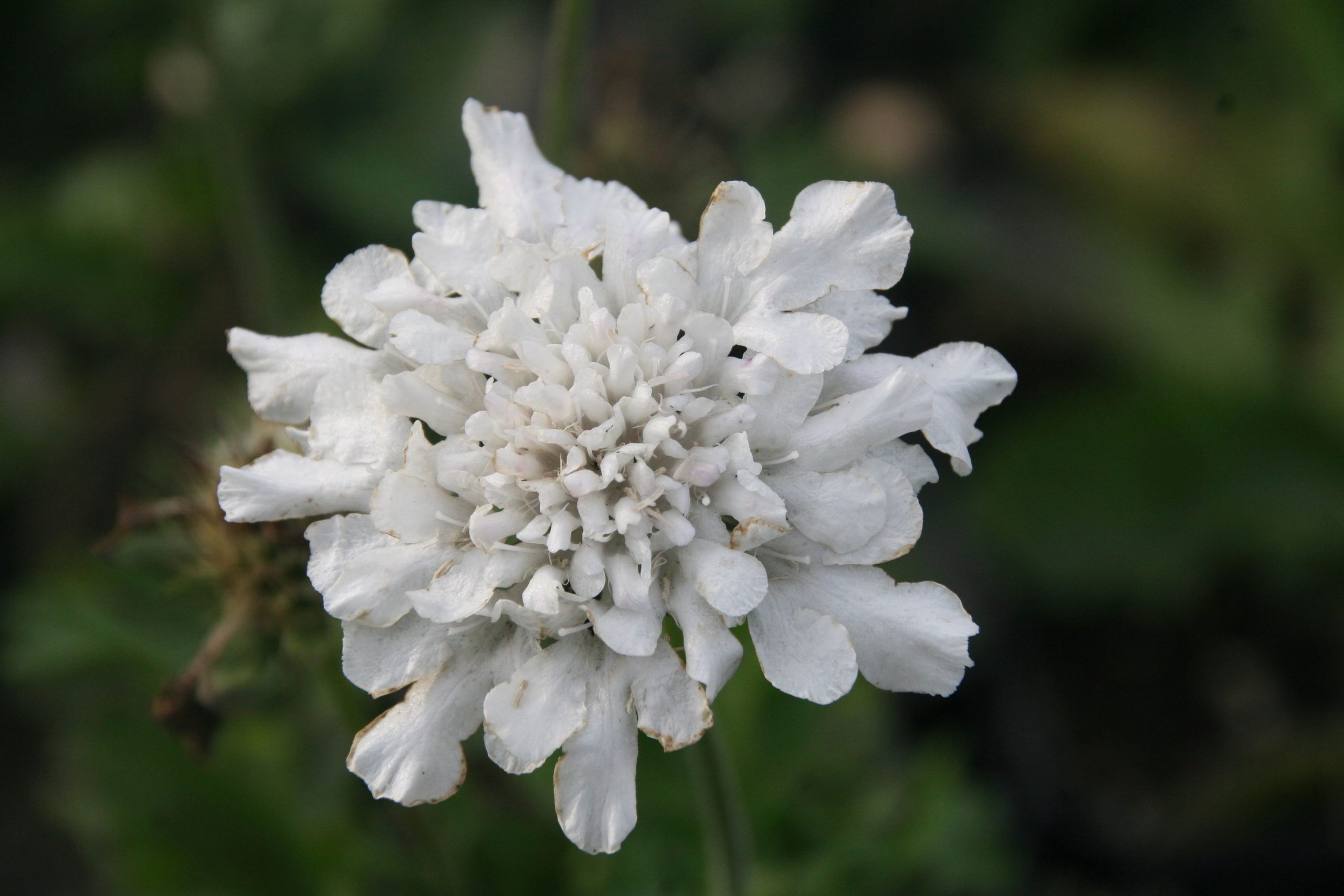 Scabiosa columbaria 'Flutter Pure White '(S)