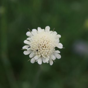Scabiosa ochroleuca