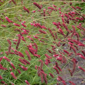 Sanguisorba tenuifolia 'Scapino'