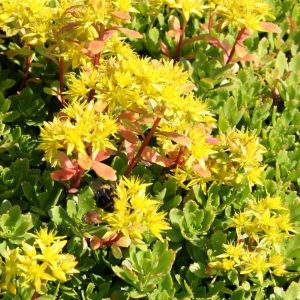 Sedum hybridum 'Immergrünchen'