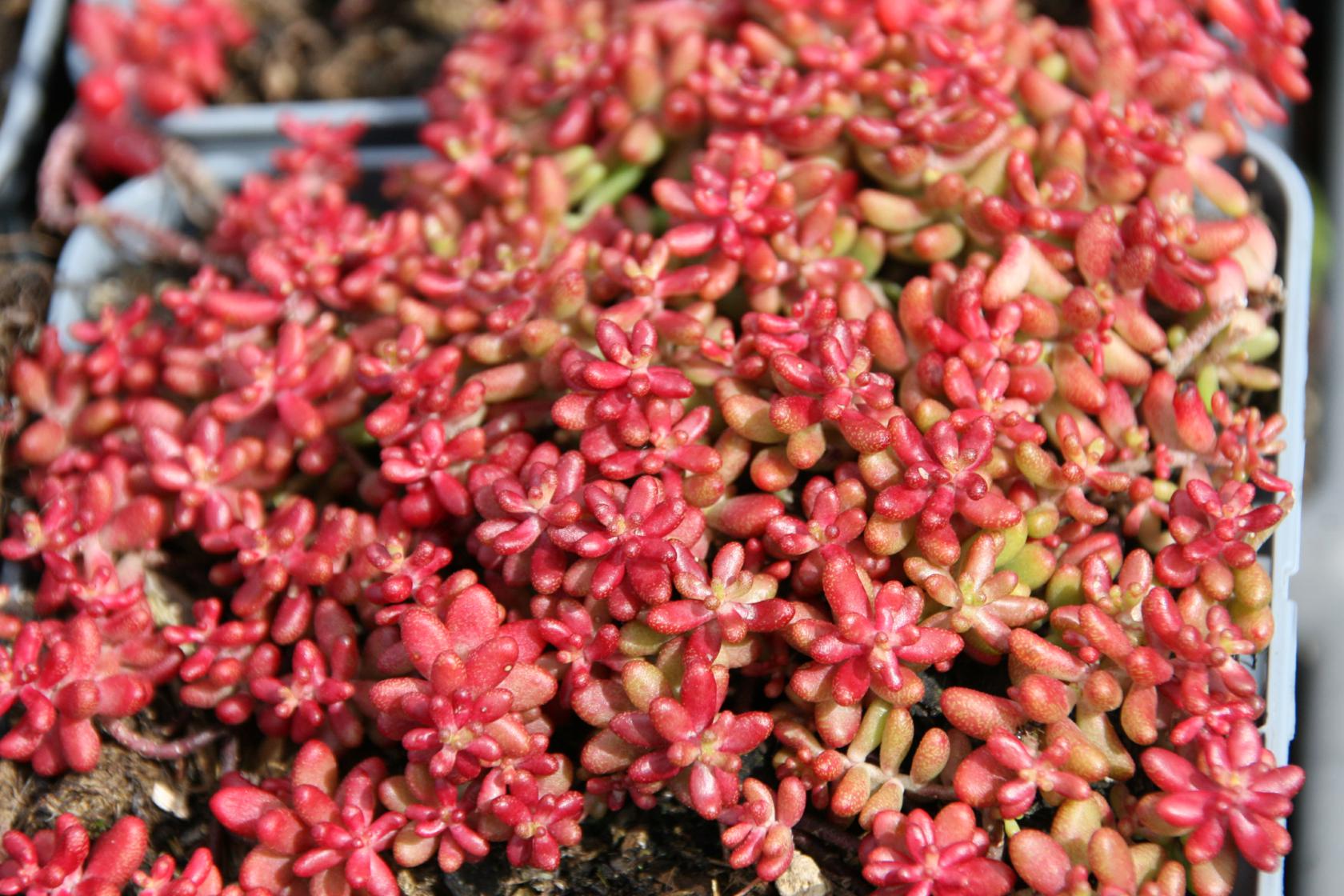 Sedum album 'Coral Carpet'