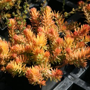 Sedum forsterianum 'Angelin'