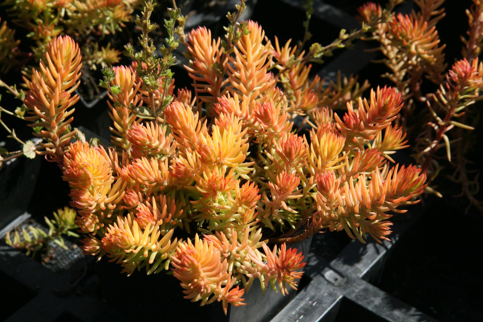Sedum forsterianum 'Angelin'