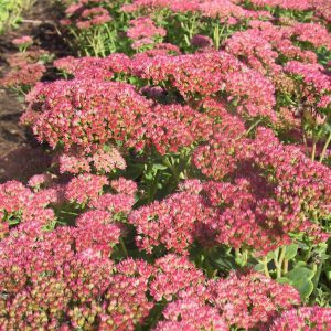 Sedum telephium 'Herbstfreude'