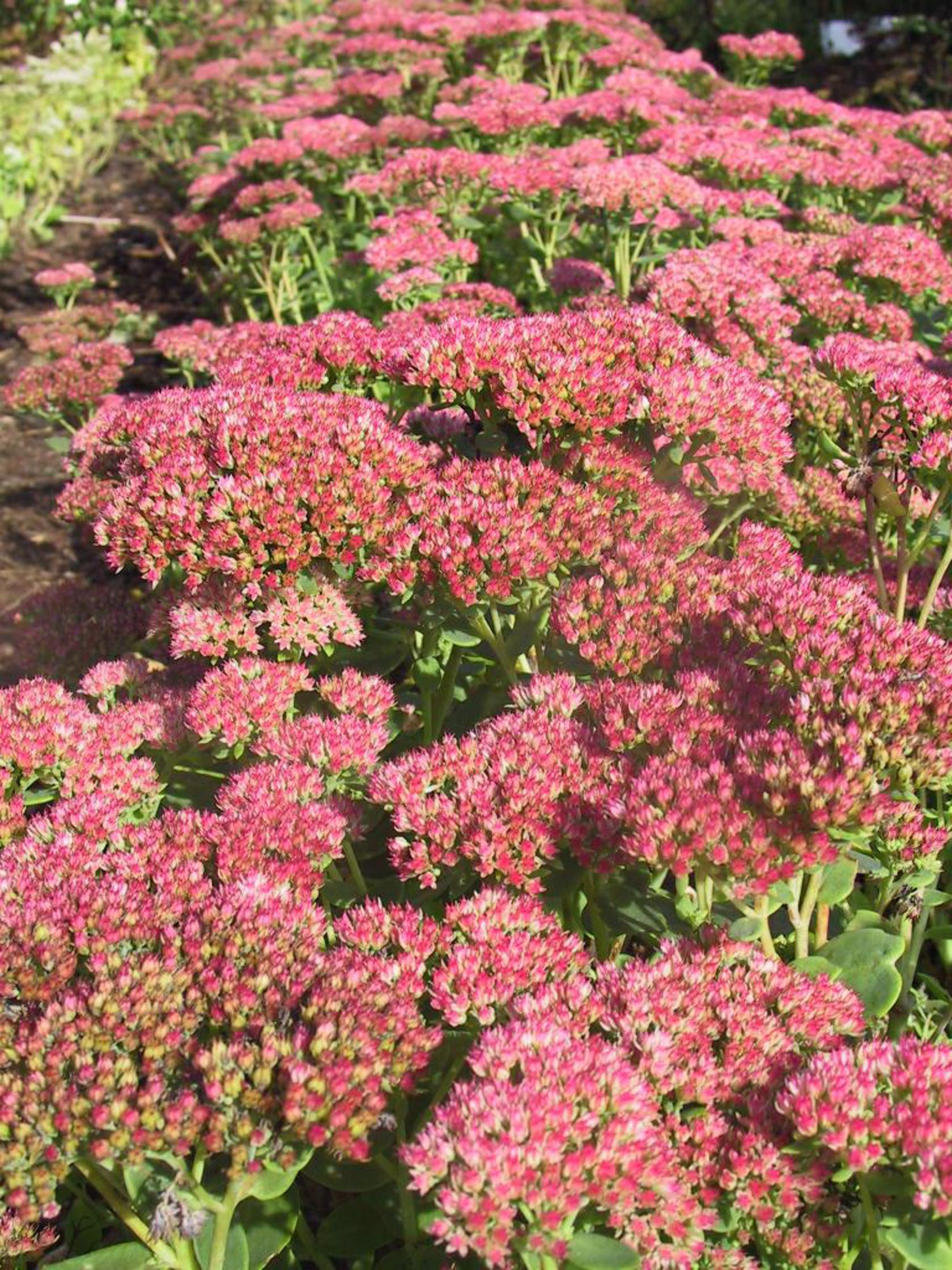 Sedum telephium 'Herbstfreude'