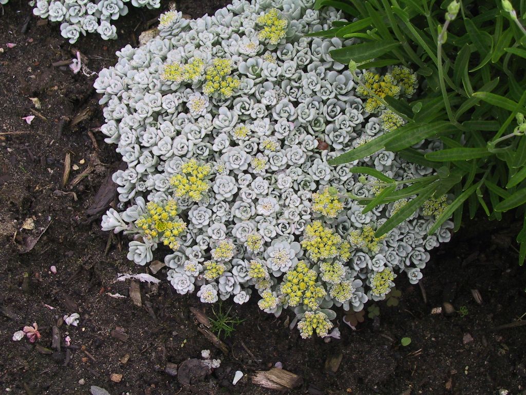 Sedum spathulifolium 'Cape Blanco'