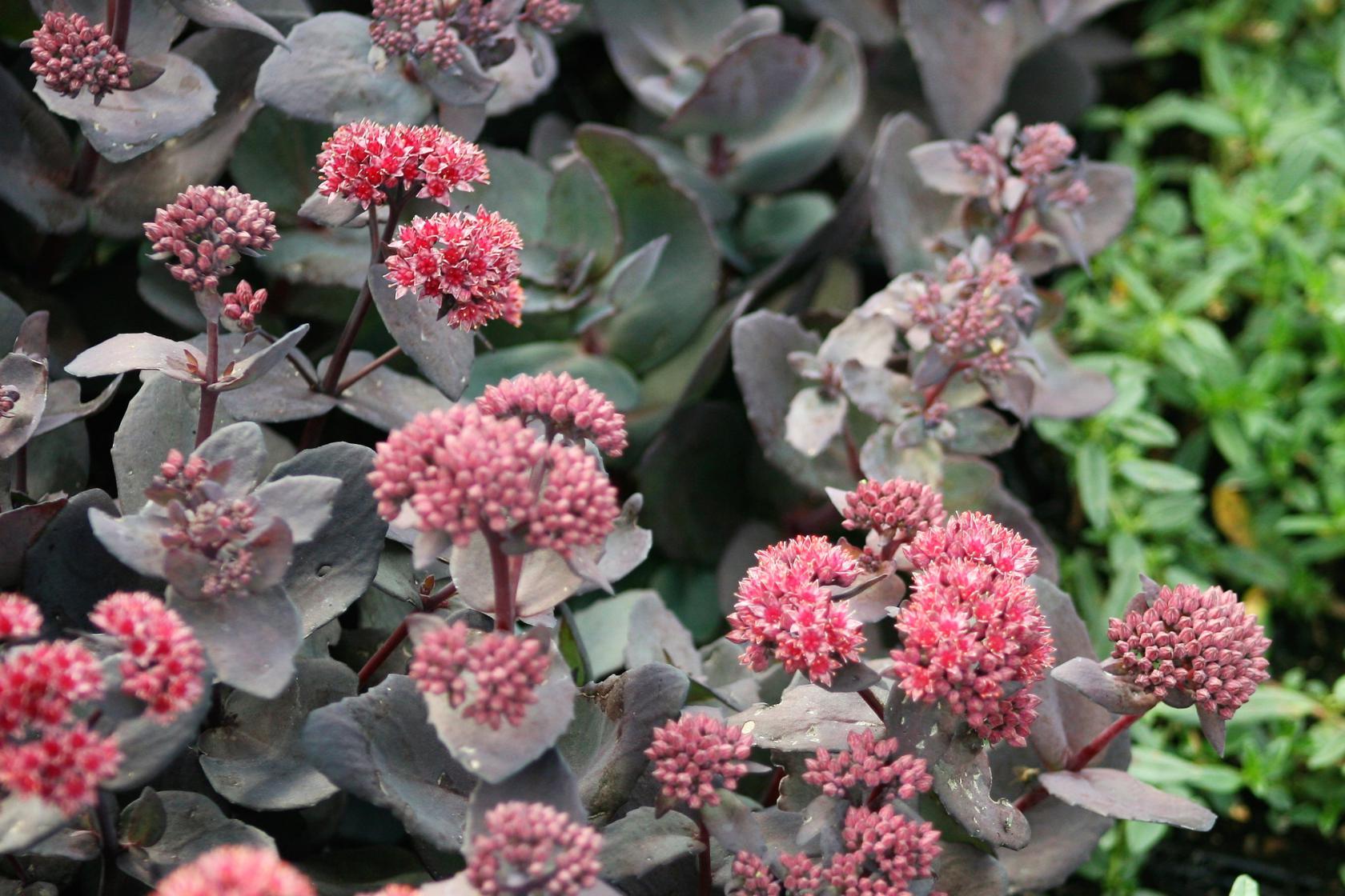 Sedum telephium 'José Aubergine'(S)