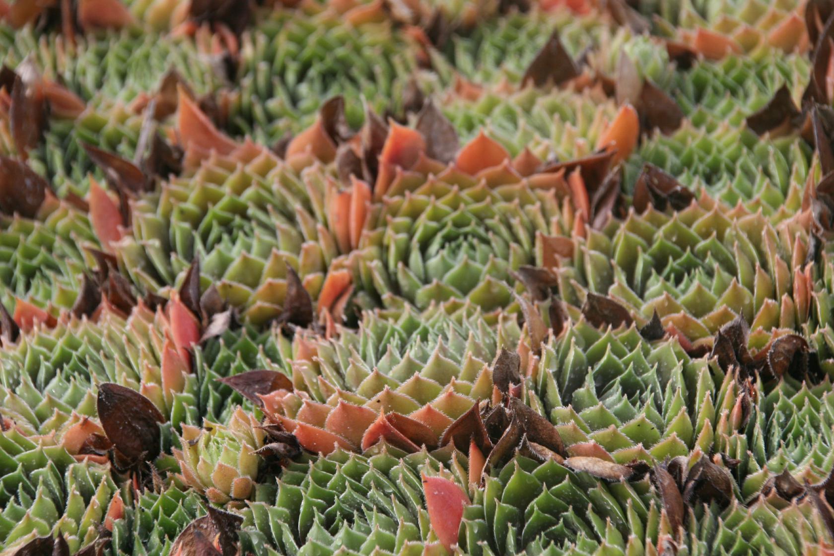 Sempervivum x cult. Big Sam 'Power Grenade'