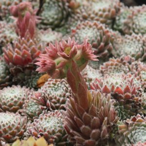 Sempervivum x cult. 'Rosa Mädchen'