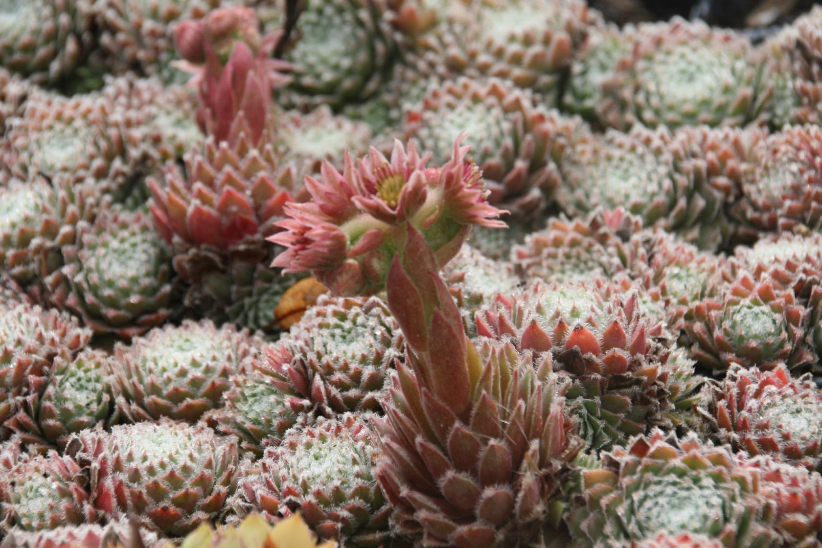 Sempervivum x cult. 'Rosa Mädchen'