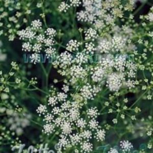 Seseli elatum ssp.osseum