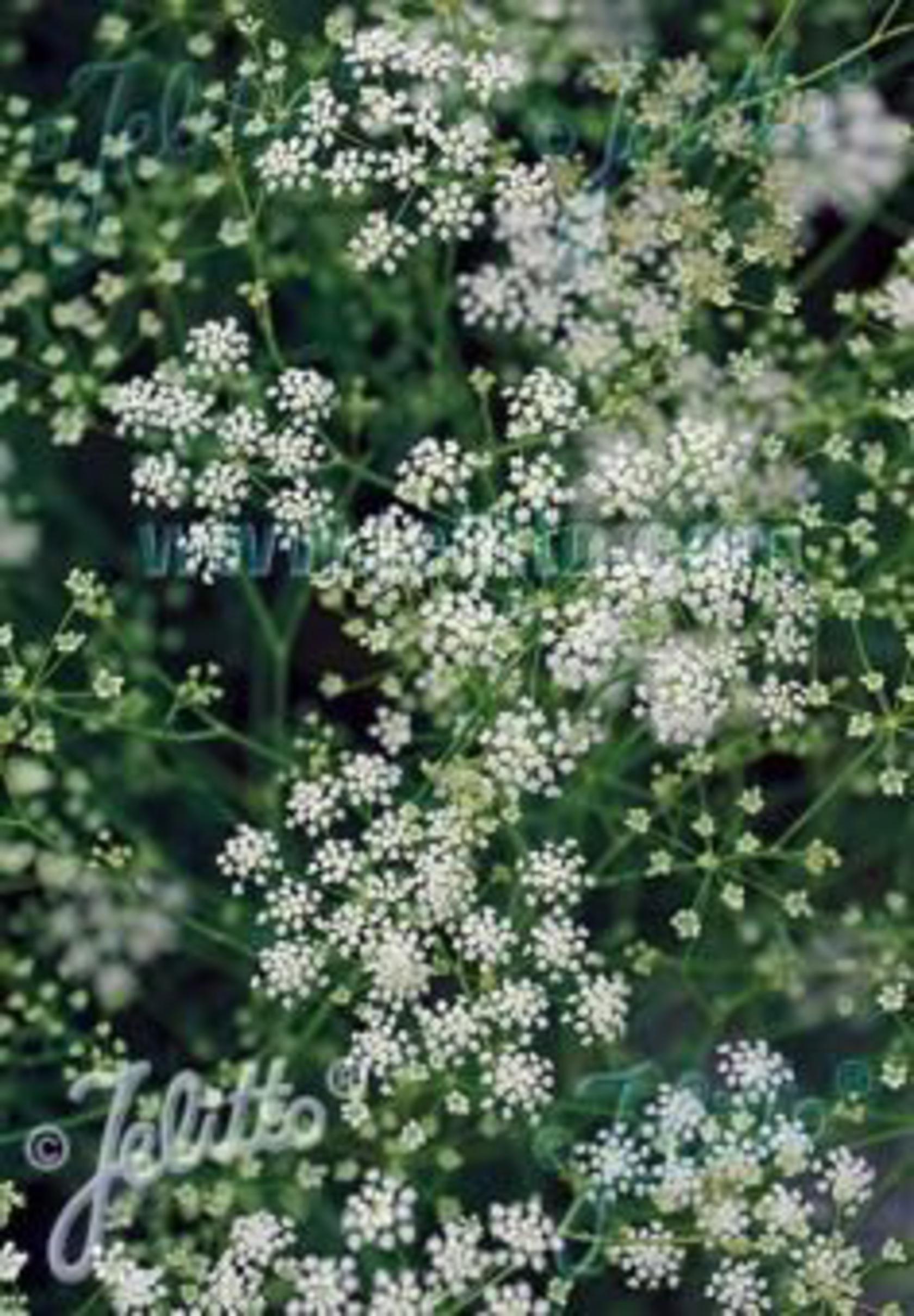 Seseli elatum ssp.osseum