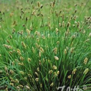 Sesleria heufleriana