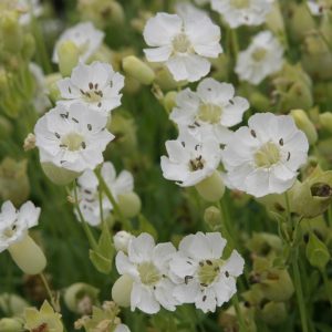 Silene vulgaris maritima 'Weißkehlchen'