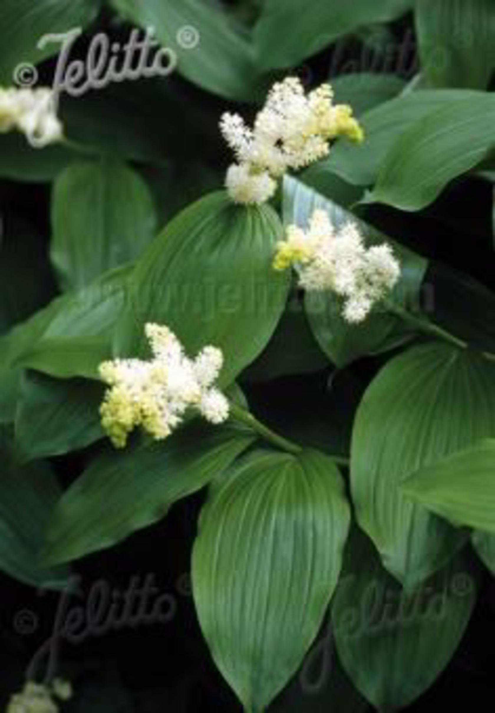 Maianthemum racemosa (Smilacina)
