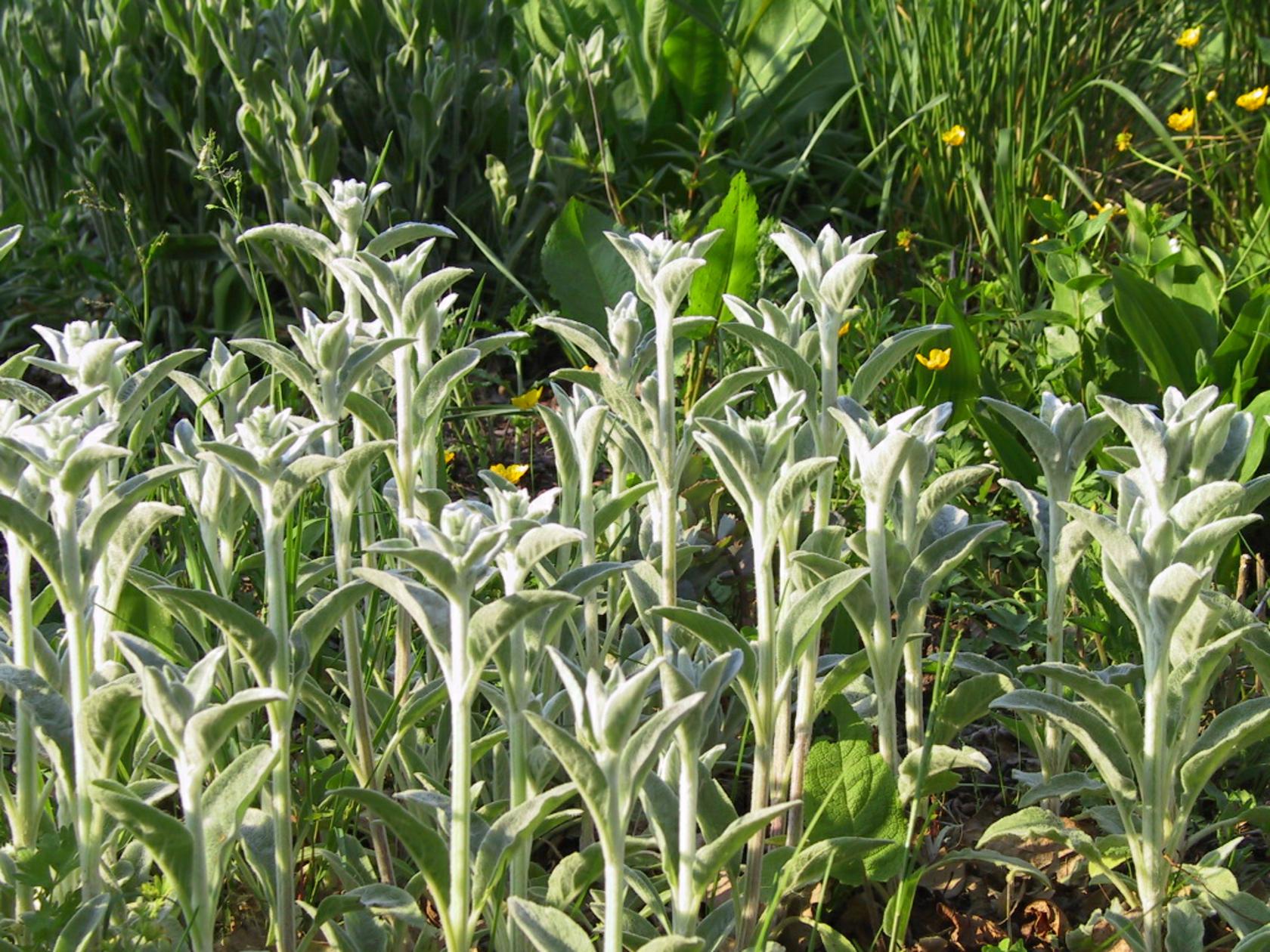 Stachys byzantina