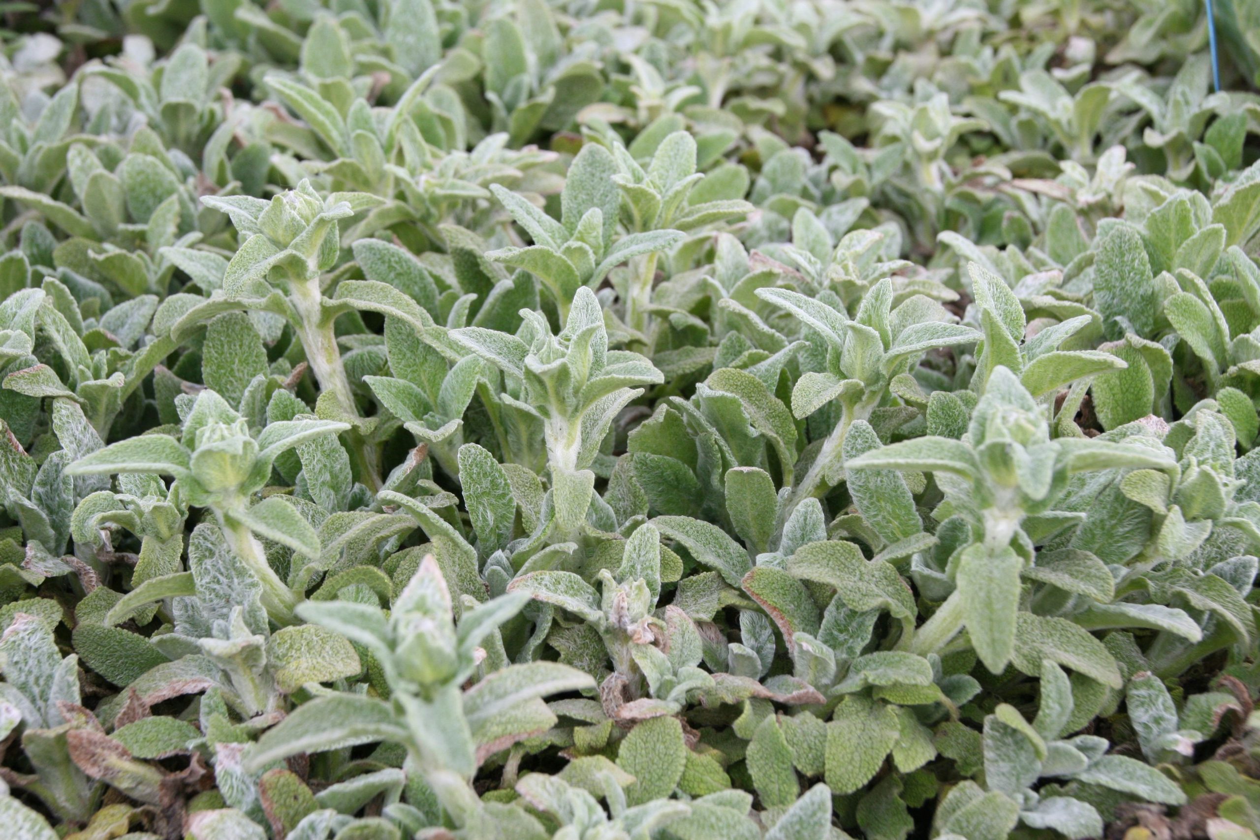 Stachys byzantina 'Silky Fleece'