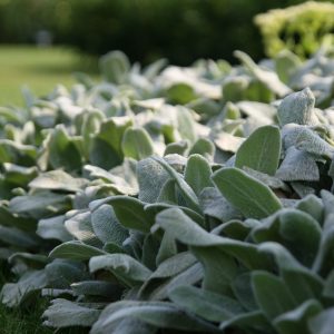 Stachys byzantina 'Silver Carpet