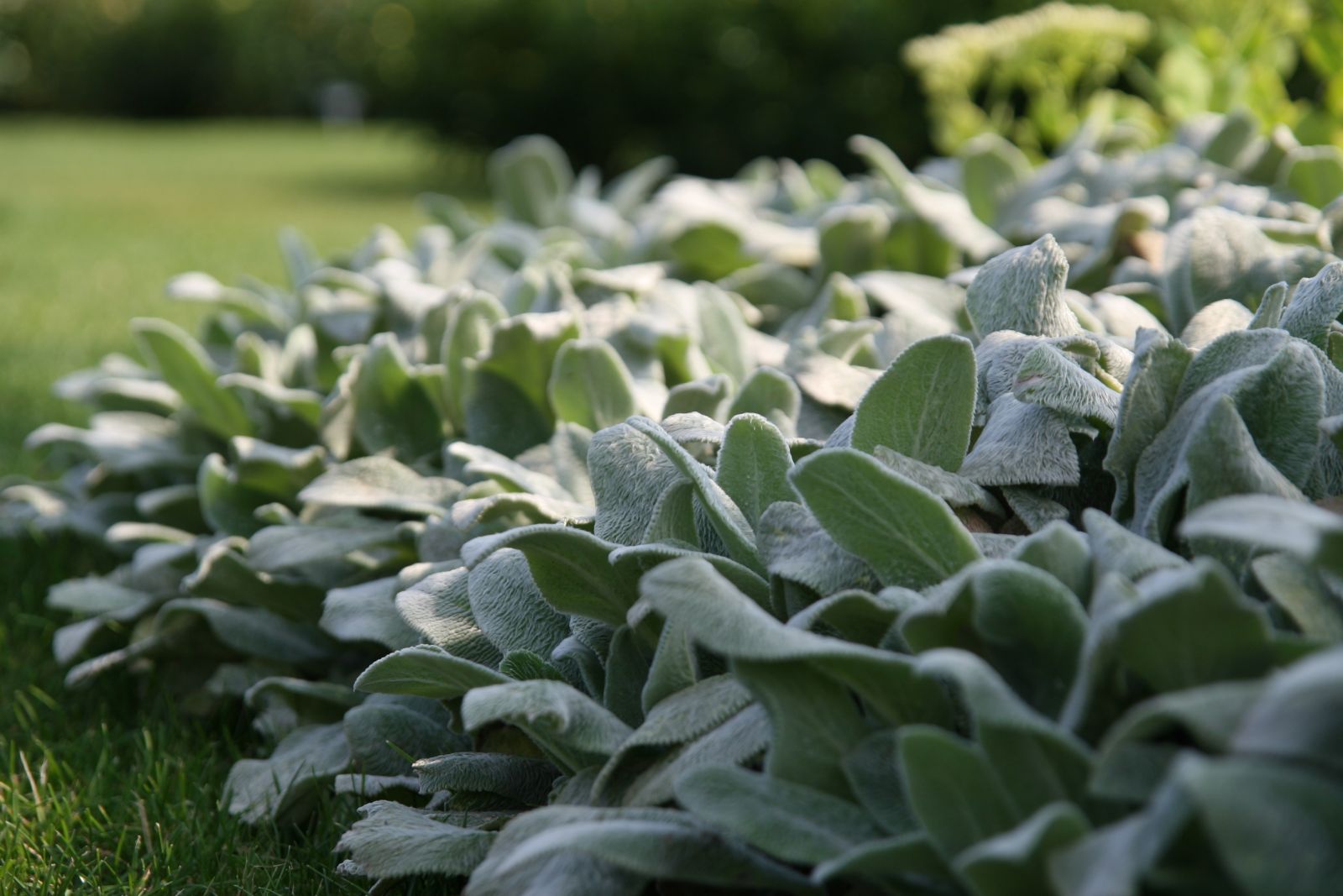Stachys byzantina 'Silver Carpet